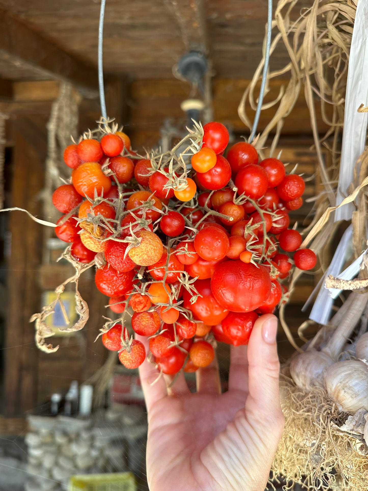 bulk ssere tomato sauce